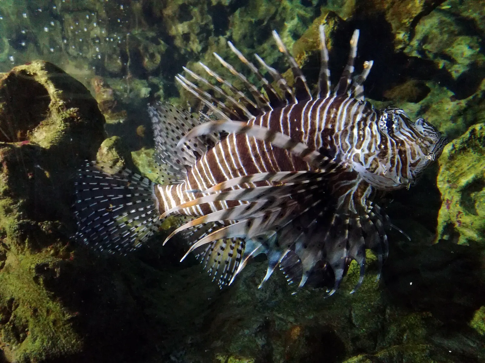 Un pesce scorpione (Pterois volitans) in una vasca dell'Acquario.