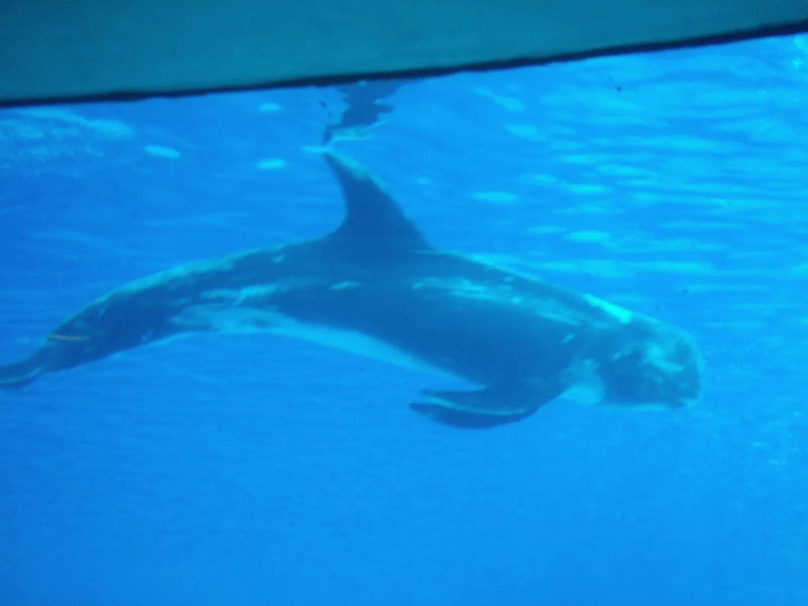 Un delfino visto attraverso la vetrata subacquea della vasca di Oltremare.