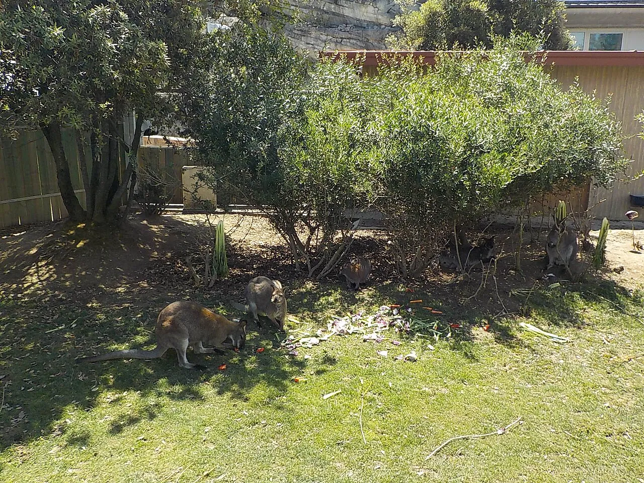 Wallaby dal collo rosso all'ombra degli alberi nel parco Oltremare.