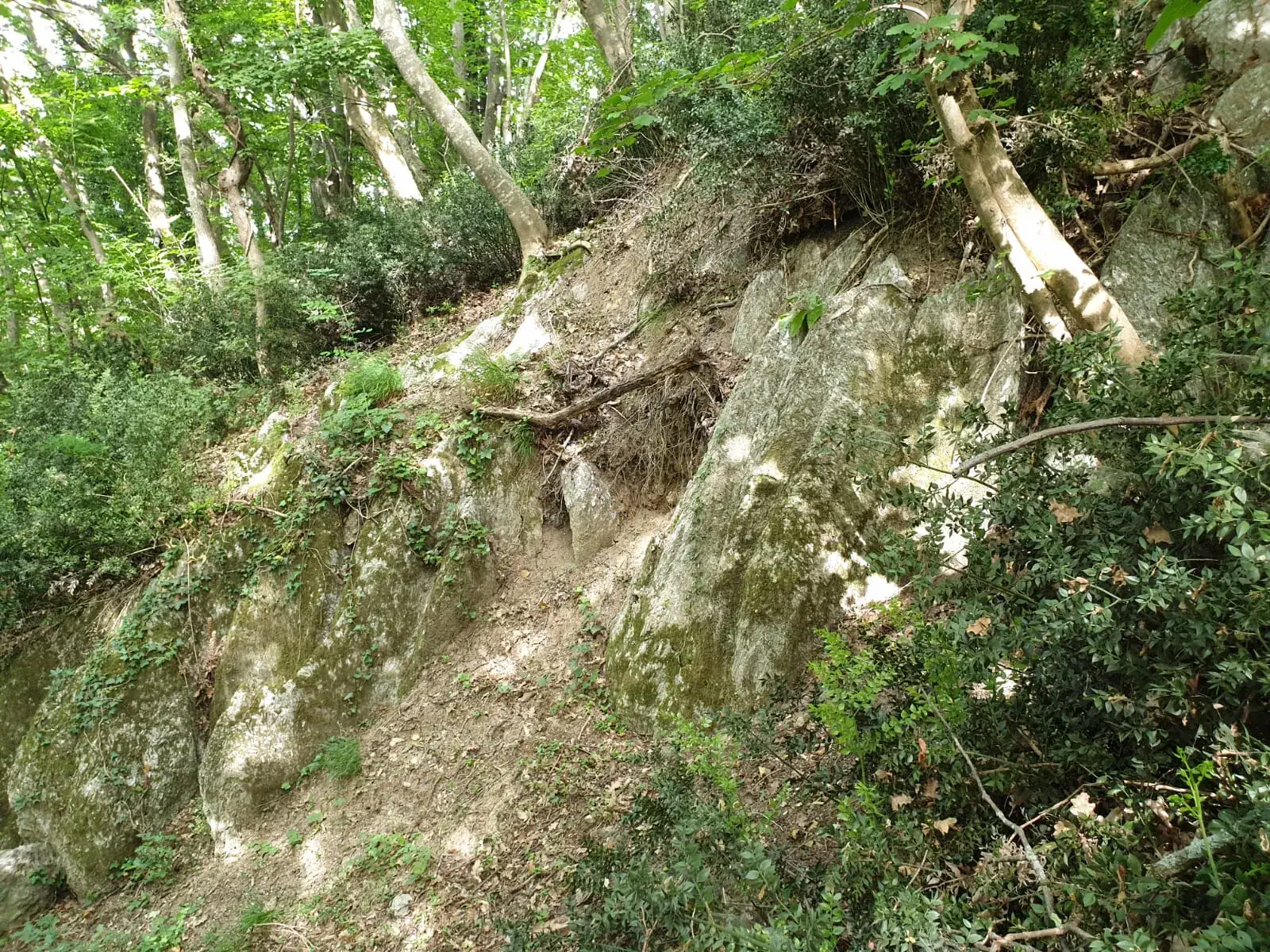 Bosco della Riserva naturale orientata di Onferno a Gemmano