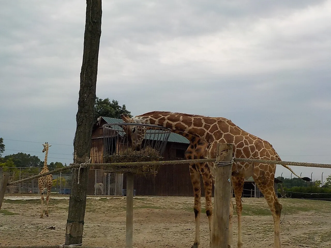 Giraffe nel loro recinto al Safari Ravenna.