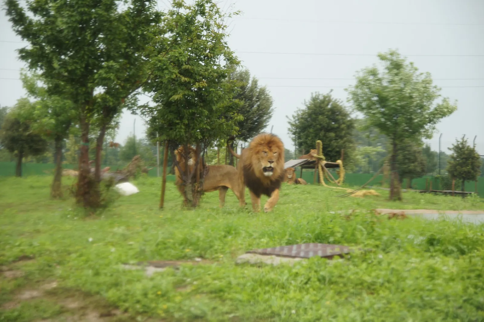 Leoni sul prato dell'area Safari, tra gli alberi.