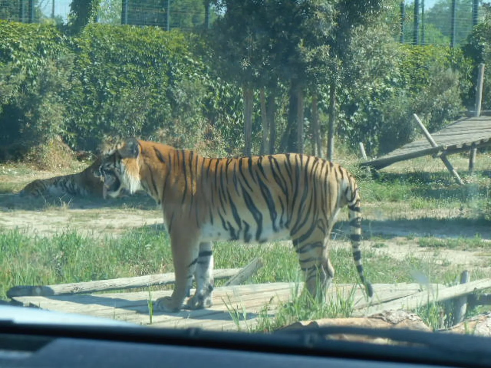 Una tigre fotografata dall'auto durante il giro nell'area Safari.