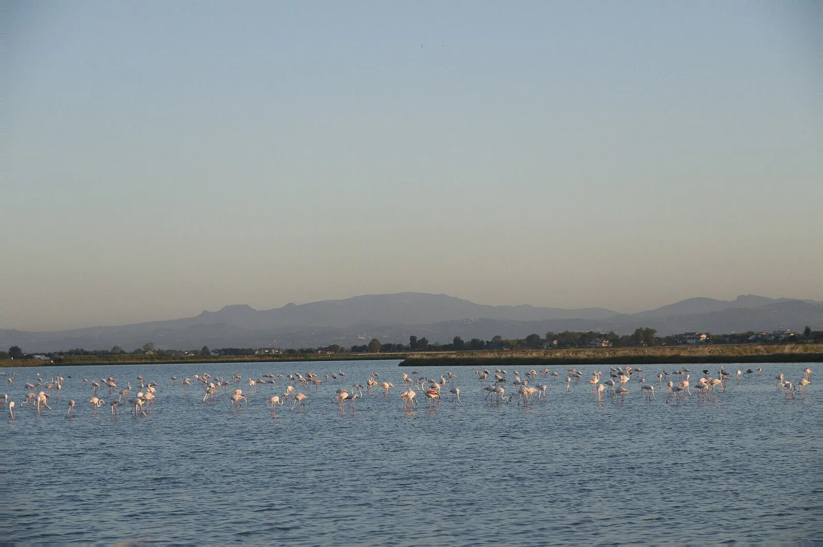 Fenicotteri rosa nelle vasche delle Saline di Cervia, con le colline sullo sfondo