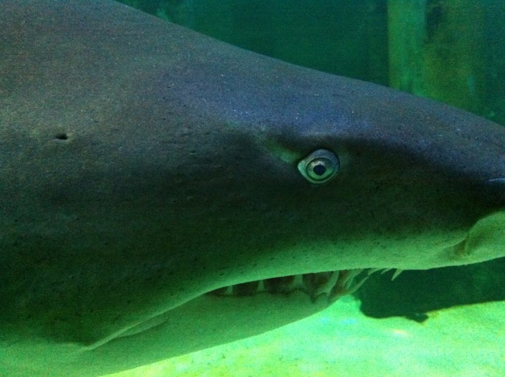 squalo toro occhio acquario di cattolica