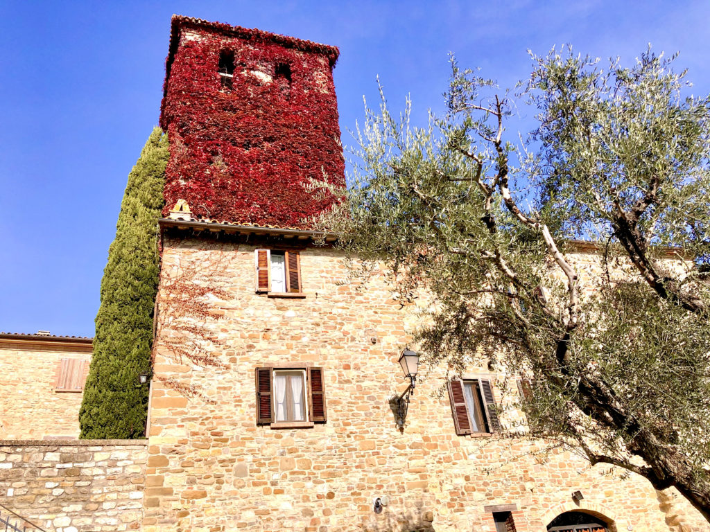 campanile frontino edera rossa